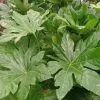 Fatsia Japonica | 7.5L Pot
