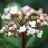 Viburnum Tinus | 12L Pot -Perennial Plants Sales Store PL30000232 36e8