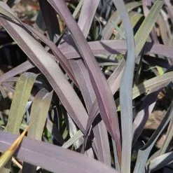 Phormium Platt's Black | 2L Pot
