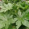 Fatsia Japonica | 2L Pot -Perennial Plants Sales Store PL30000397 c83a