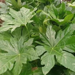 Fatsia Japonica | 2L Pot