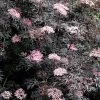 Sambucus Nigra F. Porphyrophylla 'Eva' (PBR) | 2L Pot -Perennial Plants Sales Store PL30000624 27a6