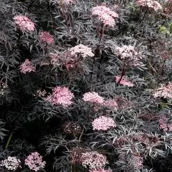 Sambucus Nigra F. Porphyrophylla 'Eva' (PBR) | 2L Pot