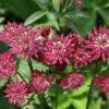 Astrantia Major Ruby Wedding | 2 Litre Pot