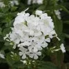 Phlox Paniculata Mount Fuji | 2 Litre Pot -Perennial Plants Sales Store PL30000690 475b