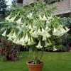Brugmansia White | 19cm Pot -Perennial Plants Sales Store PL30000750 a29d