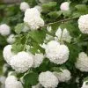 Viburnum Opulus Roseum | 2L Pot -Perennial Plants Sales Store PL30000757 19e4