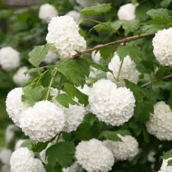 Viburnum Opulus Roseum | 2L Pot