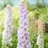 Delphinium Turkish Delight | 2 Litre Pot -Perennial Plants Sales Store PL30000768 1669