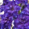 Delphinium Faust | 2 Litre Pot -Perennial Plants Sales Store PL30000769 2290