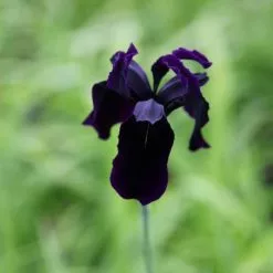Iris Chrysographes Black-flowered | 2L Pot