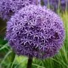 Allium Globemaster | 2L Pot -Perennial Plants Sales Store PL30000851 2877