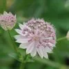 Astrantia Buckland | 2 Litre Pot -Perennial Plants Sales Store PL30000854 0dd5