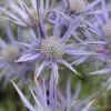 Eryngium Bourgatii Picos Amethyst ('Mackpam') (PBR) | 2 Litre Pot