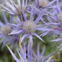 Eryngium Bourgatii Picos Amethyst ('Mackpam') (PBR) | 2 Litre Pot