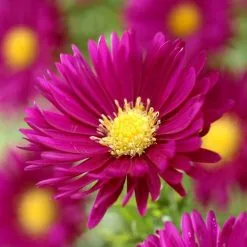 Symphyotrichum Novi-belgii Crimson Brocade | 2L Pot