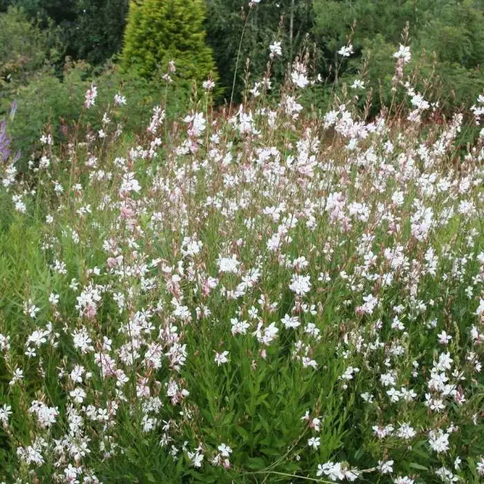 Oenothera Lindheimeri Whirling Butterflies | 2L Pot 3 Oenothera Lindheimeri Whirling Butterflies | 2L Pot