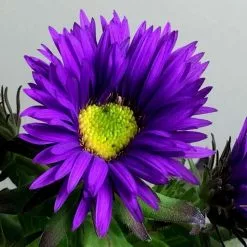 Symphyotrichum Novae-angliae Purple Dome | 2L Pot