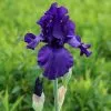 Iris Dusky Challenger | 2L Pot -Perennial Plants Sales Store PL30001121 cccf
