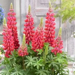 Lupinus Red Rum (PBR) | 2 Litre Pot