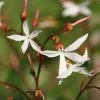 Gillenia Trifoliata | 2L Pot 1 Gillenia Trifoliata | 2L Pot -Perennial Plants Sales Store PL30001228 abe7