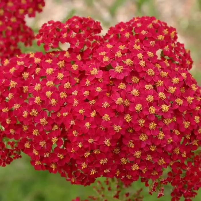 Achillea Millefolium Red Velvet | 2L Pot 3 Achillea Millefolium Red Velvet | 2L Pot