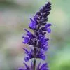 Salvia × Sylvestris Viola Klose | 2L Pot -Perennial Plants Sales Store PL30001367 261a