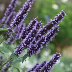 Agastache Blackadder | 2L Pot
