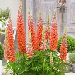 Lupinus Terracotta ('Wclterr') (PBR) | 2 Litre Pot