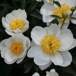 Paeonia Lactiflora Jan Van Leeuwen | 4L Pot