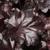 Heuchera Obsidian (PBR) | 2 Litre Pot -Perennial Plants Sales Store PL30001578 8e6a
