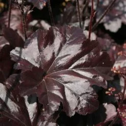 Heuchera Obsidian (PBR) | 2 Litre Pot