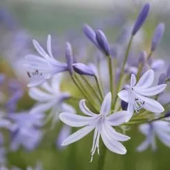 Agapanthus Lavender Haze | 2L Pot