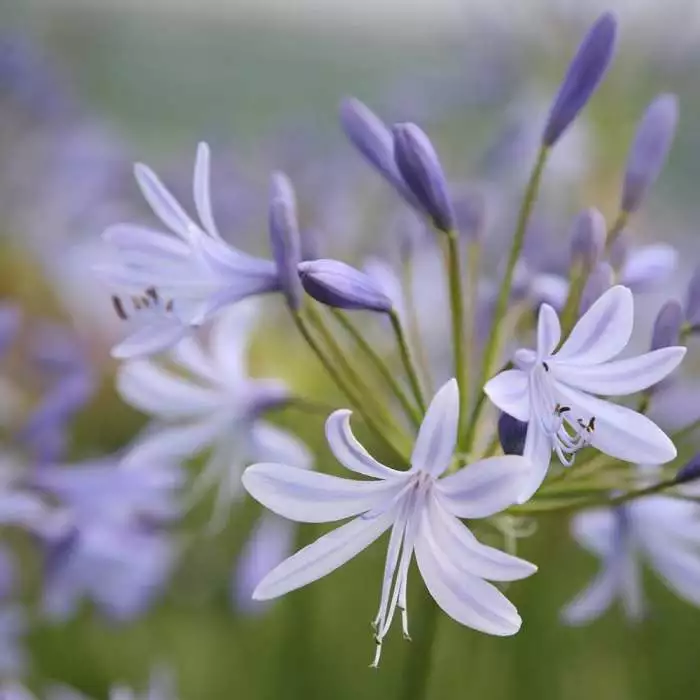 Agapanthus Lavender Haze | 2L Pot 3 Agapanthus Lavender Haze | 2L Pot