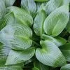 Hosta Devon Green | 2L Pot