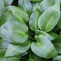 Hosta Devon Green | 2L Pot