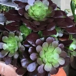 Aeonium Velour | 14cm Pot