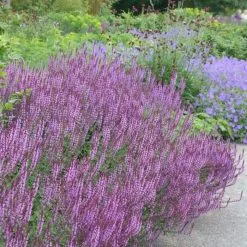 Salvia Nemorosa Amethyst | 2L Pot