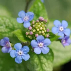 Brunnera Macrophylla Jack Frost (PBR) | 2L Pot