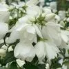 Philadelphus Snowbelle | 2L Pot -Perennial Plants Sales Store PL30001751 cb3d