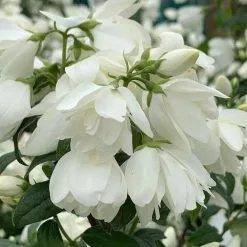 Philadelphus Snowbelle | 2L Pot