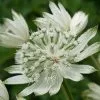 Astrantia Major Large White | 2 Litre Pot -Perennial Plants Sales Store PL30001819 e2b7