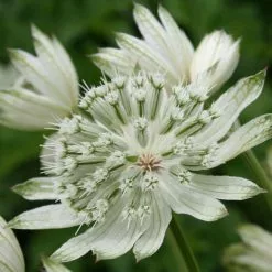 Astrantia Major Large White | 2 Litre Pot