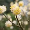 Edgeworthia Chrysantha | 1L Pot