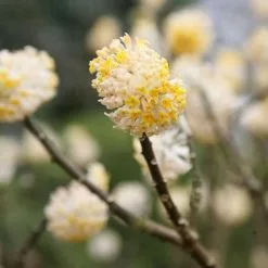 Edgeworthia Chrysantha | 1L Pot