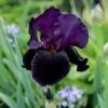 Iris Black Swan | 2L Pot