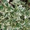 Euonymus Fortunei Silver Queen | 2L Pot