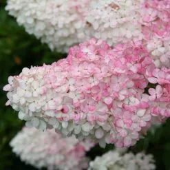 Hydrangea Paniculata Vanille Fraise ('Renhy') (PBR) | 2L Pot