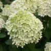 Hydrangea Paniculata Limelight (PBR) | 2L Pot -Perennial Plants Sales Store PL30002114 4623