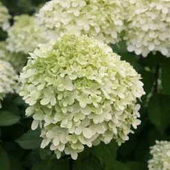 Hydrangea Paniculata Limelight (PBR) | 2L Pot